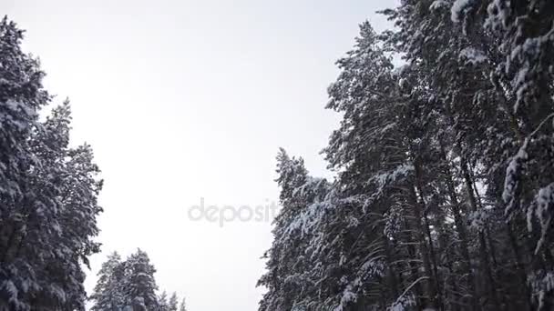 Scenic Forest Road Between Snow-Covered Pine Trees — Stock Video