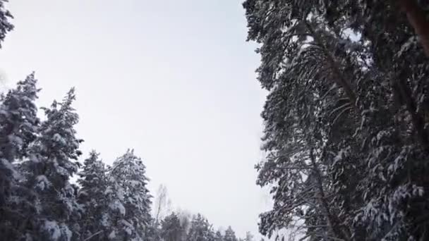 Flakes of Snow on the Tops of the Pine Trees Along the Road in the Woods — Stock Video