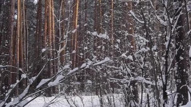 Verkehrszeichen eine Vorfahrtsstraße im verschneiten Wald — Stockvideo