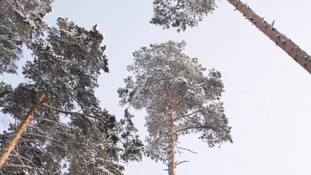 Vârfurile pinilor împotriva cerului — Videoclip de stoc