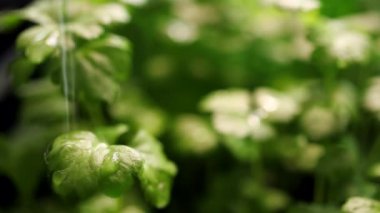 Yağmur, kereviz fide