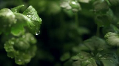 Yağmur, kereviz fide