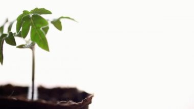 Domates fide her taraftan arıyorum