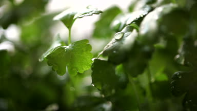 Grass_35