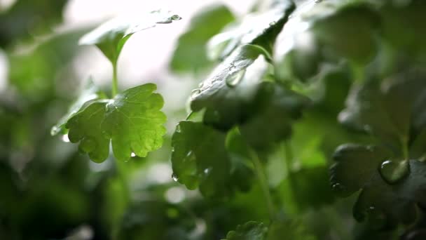 Celery Seedling at Rain — Stock Video