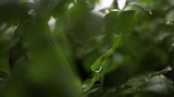 Plántulas de apio bajo la lluvia — Vídeos de Stock