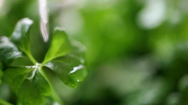 Grass_30