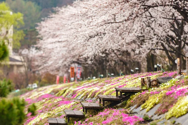 Pink moss field with cherry blossom tree in background — Stock Photo, Image