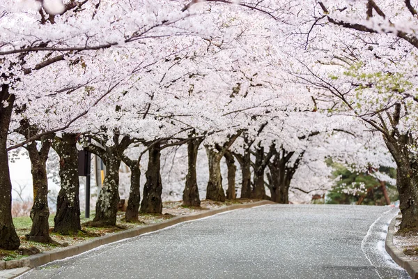 Cherry Blossom Path in beautiful Garden in spring (selected focu — Stock Photo, Image