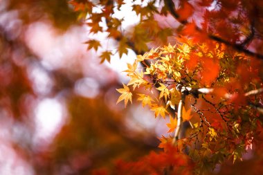 Sonbahar sarı akçaağaç arka plan bulanık bırakır