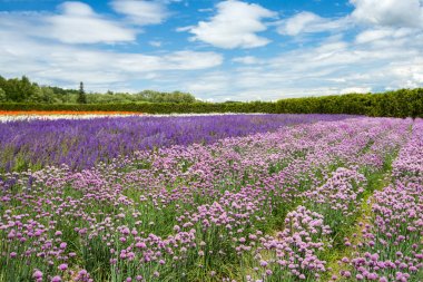 Bulut gökyüzü, Furano, Hokkaido altında çiçek alanı