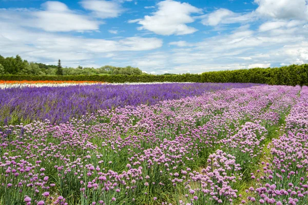 Bulut gökyüzü, Furano, Hokkaido altında çiçek alanı
