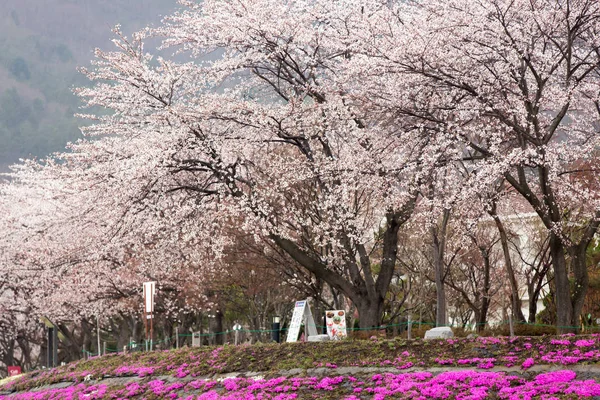 Vollblütige Kirschblüte mit rosa Moos im Vordergrund bei kawaguchi — Stockfoto