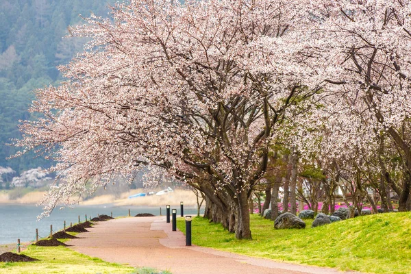 Cherry blossoms along  walking path at Kawaguchiko Lake during H — Stock Photo, Image