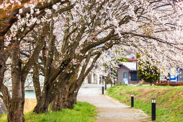 Cherry blossoms along  walking path at Kawaguchiko Lake during H — Stock Photo, Image