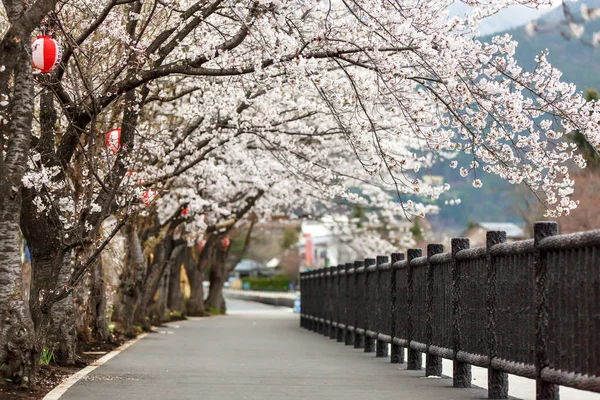 Flor plena flor de cerezo a lo largo de camino a pie en Kawaguchiko norte s —  Fotos de Stock