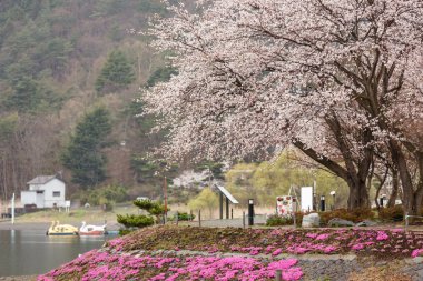 Kawaguchi, pembe moss ön plan ile tam bloom kiraz çiçeği