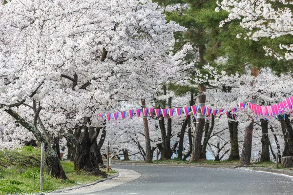 Cherry blossom in Joyama park during Hanami festival, Matsumoto — Stock Photo, Image