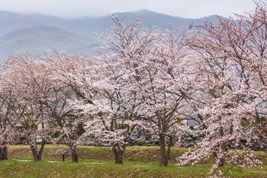 Kiraz çiçeği ağaç boyunca cannel Fujikawaguchiko Gölü
