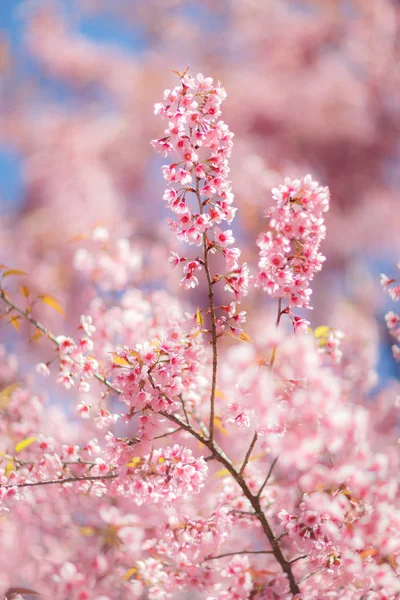 Hanami fesztivál ideje alatt a cseresznyevirág virág közelről Jogdíjmentes Stock Fotók