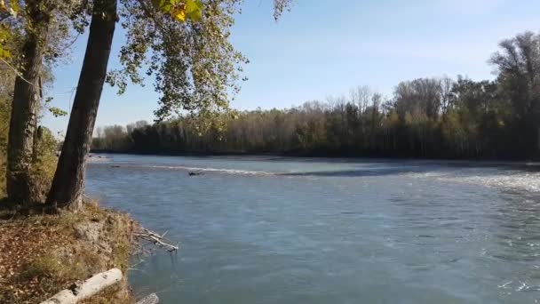 Rivière Mountain en été, Paysage naturel, Vue sur le ruisseau, Vue sur la rivière depuis la rive — Video