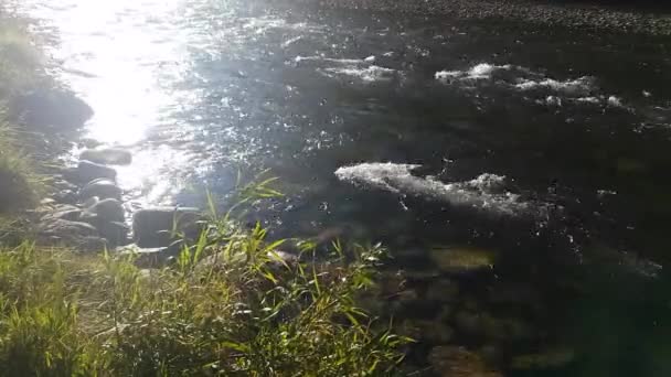 夏には、自然の風景、岸から川を眺めるビュー ストリーム山川 — ストック動画