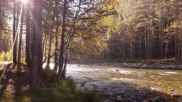 Mountain River på sommaren, landskap av naturen, Visa av ström, utsikt över floden från stranden — Stockvideo