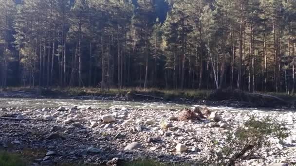 Gebirgsfluss im Sommer, Landschaft der Natur, Blick auf Bach, Flussblick vom Ufer — Stockvideo