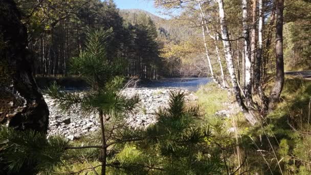 Rzeki górskie latem, natura, pejzaż widok strumienia, widok na rzekę z brzegu — Wideo stockowe