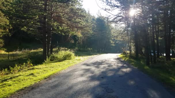 Buongiorno. Strada forestale vuota, percorso in campagna senza macchina — Video Stock