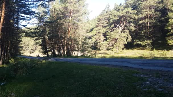 Morning. Empty forest road, route in the countryside without car — Stock Video