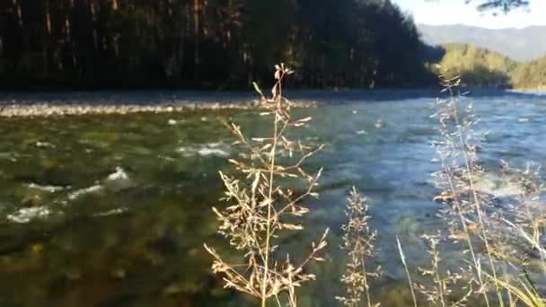 River in the summer, Landscape of Nature, View of Stream, River view from the shore, blade of grass — Stock Video