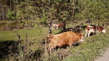 Otlatma çayır dağ Nehri yakınında, yaz aylarında açık havada inek sürüsü