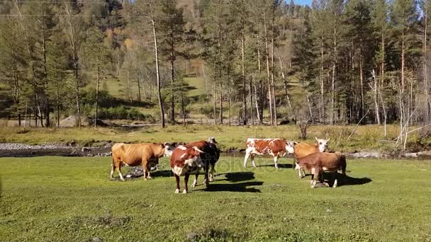 Stado krów pasących się w łące w pobliżu górskiej rzeki, latem w jasnych pogody — Wideo stockowe