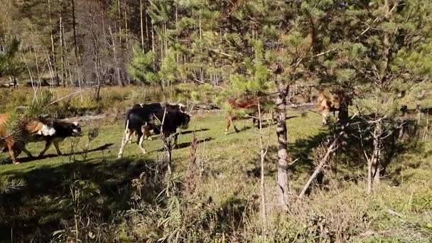 Kudde koeien grazen in de weide in de buurt van de rivier van de berg, zomer bij helder weer — Stockvideo