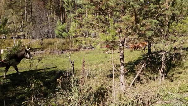 Rinderherde weidet auf der Weide am Gebirgsfluss, Sommer bei klarem Wetter — Stockvideo