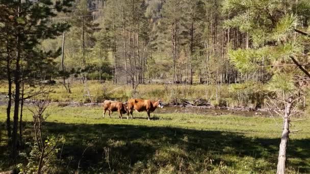 Mandria di mucche al pascolo nel prato vicino al fiume di montagna, estate con tempo limpido — Video Stock