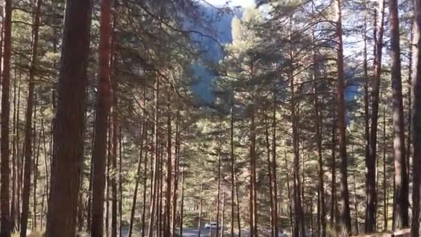 Visa skogsvägen med bil, på berget genom träden — Stockvideo