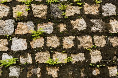 eski duvar yosun arka plan doku deseninin ile kaplı