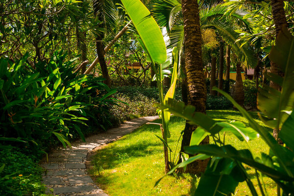 Trail in the tropical jungle in the afternoon. Tropic in park. Stone road in the forest. Palm