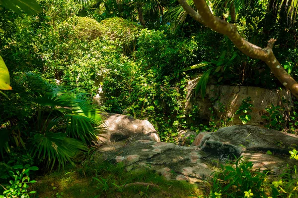 Sendero en la selva tropical por la tarde. Trópico en el parque. Camino de piedra en el bosque —  Fotos de Stock