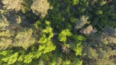 Ormanda güzel panoramik havadan görünümü. Yukarıdan. Resim dron kullanarak çekilen. Ağaçlarda Üstten Görünüm.