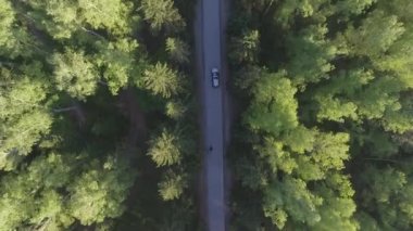 Hava panoramik bir ormanda. Yol yukarıdan. Drone kullanılarak yapılan video. Üstten Görünüm ağaçlarda. Yol arasında ağaçlar