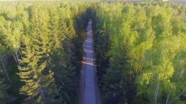 Hava panoramik bir ormanda. Yol yukarıdan. Drone kullanılarak yapılan video. Üstten Görünüm ağaçlarda. Yol arasında ağaçlar