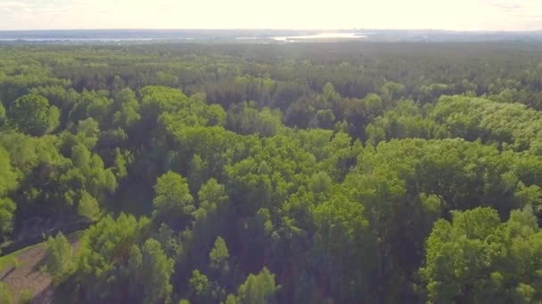 숲에서 아름 다운 파노라마 공중 보기입니다. 위에서. 무인 항공기를 사용 하 여 촬영 하는 사진입니다. 나무에 최고의 보기. — 비디오