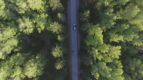 Vista aérea panorâmica na floresta. Estrada de cima. Vídeo tirado usando drone. Vista superior nas árvores. Caminho entre árvores — Vídeo de Stock