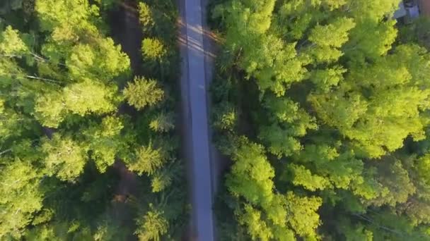 Vista aérea panorâmica na floresta. Estrada de cima. Vídeo tirado usando drone. Vista superior nas árvores. Caminho entre árvores — Vídeo de Stock