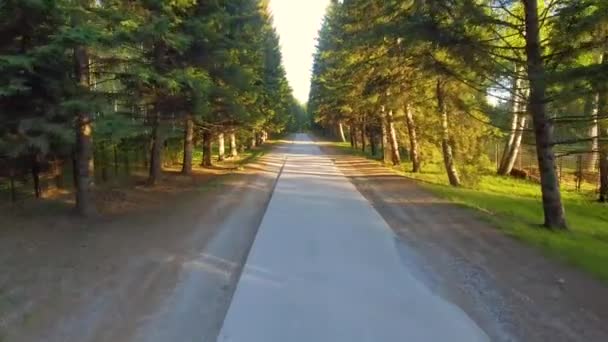 Volo in foresta tra alberi a bassa quota lungo la strada. Vista aerea sulla foresta. Strada dall'alto. Video scattato usando il drone. Strada tra gli alberi — Video Stock