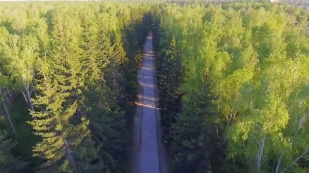 Vista aérea panorâmica na floresta. Estrada de cima. Vídeo tirado usando drone. Vista superior nas árvores. Caminho entre árvores — Vídeo de Stock