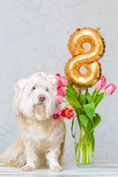 Vit hund, sitter bredvid en bukett blommor i en vas. Rosa tulpaner — Stockfoto